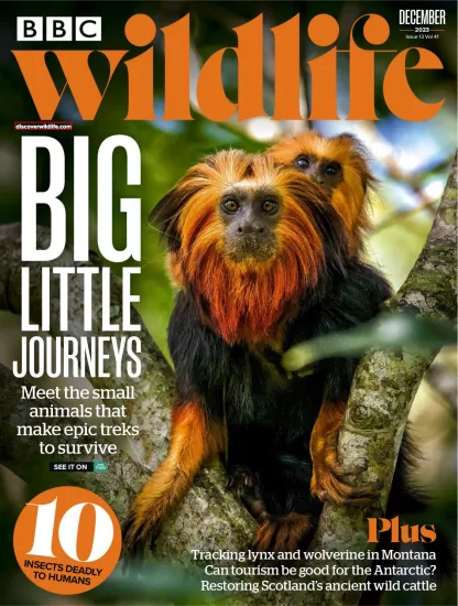 BBC Wildlife-野生动物杂志2023.12月刊下载PDF电子版网盘订阅-易外刊-英语外刊杂志电子版PDF下载网站