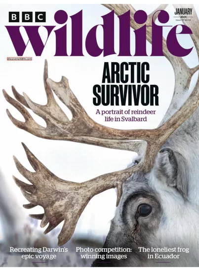 BBC Wildlife-野生动物杂志2024.01月号下载PDF电子版网盘订阅-易外刊-英语外刊杂志电子版PDF下载网站