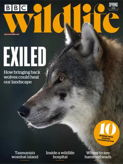 BBC Wildlife-野生动物杂志2024年春季刊下载PDF电子版网盘订阅-易外刊-英语外刊杂志电子版PDF下载网站