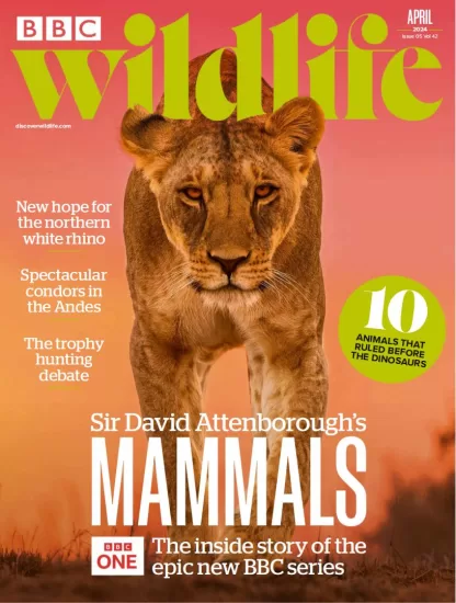 BBC Wildlife-野生动物杂志2024.04月号下载PDF电子版网盘订阅-易外刊-英语外刊杂志电子版PDF下载网站
