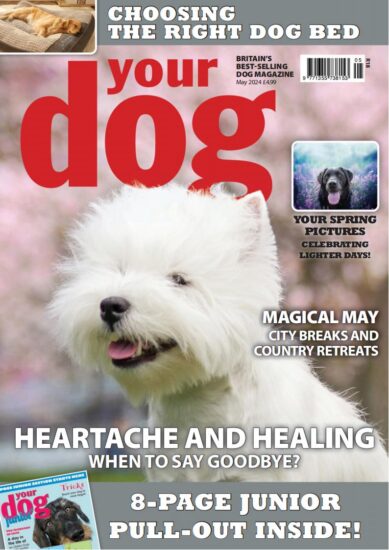 Your Dog-你的狗2024.05月号下载PDF电子版网盘杂志订阅-易外刊-英语外刊杂志电子版PDF下载网站