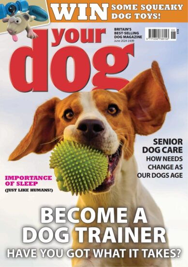 Your Dog-你的狗2024.06月号下载PDF电子版网盘杂志订阅-易外刊-英语外刊杂志电子版PDF下载网站