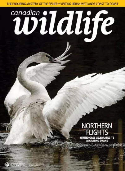 Canadian Wildlife-加拿大野生动物2024.11&12月号-易外刊-英语外刊杂志电子版PDF下载网站