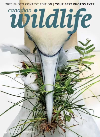 Canadian Wildlife-加拿大野生动物杂志2025.01&02月号下载订阅-易外刊-英语外刊杂志电子版PDF下载网站