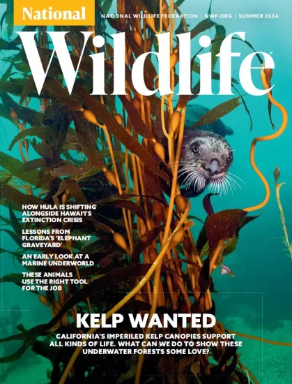 National Wildlife – Summer 2024 国家野生动物 – 夏季刊 2024-易外刊-英语外刊杂志电子版PDF下载网站