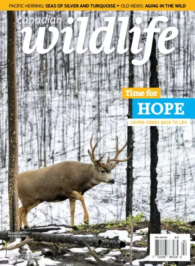 Canadian Wildlife-加拿大野生动物杂志2025.03&04月号下载订阅-易外刊-英语外刊杂志电子版PDF下载网站