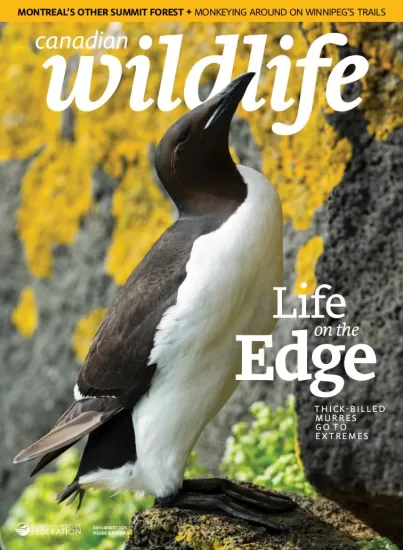 Canadian Wildlife-加拿大野生动物杂志2025.07&08月号下载订阅-易外刊-英语外刊杂志电子版PDF下载网站