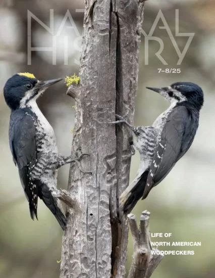 Natural History-自然历史2025.07&08月号下载订阅-易外刊-英语外刊杂志电子版PDF下载网站