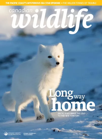 Canadian Wildlife-加拿大野生动物杂志2025.11&12月号下载订阅-易外刊-英语外刊杂志电子版PDF下载网站