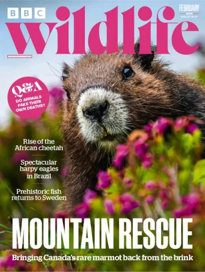 BBC Wildlife-野生动物2026.02月号-易外刊-英语外刊杂志电子版PDF下载网站
