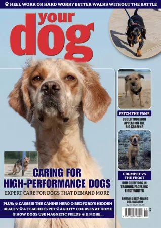 Your Dog-你的狗2026.03月号-易外刊-英语外刊杂志电子版PDF下载网站